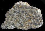 Huge Dogtooth Calcite & Pyrite Plate - Mongolia #32687-1